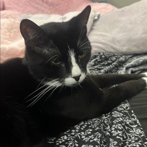 Meet your Posher, Avalon